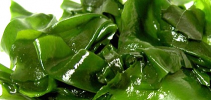 Водоросли Вакаме